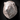 Buy White Lion Head Online in the UK